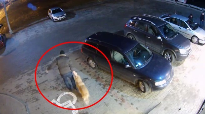 Kradzież psa przed sklepem fb