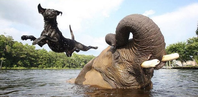 niezwykla przyjaźń słonia i psa 3
