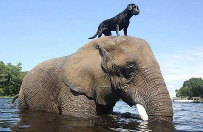 niezwykla przyjaźń słonia i psa 4
