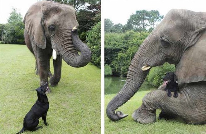 niezwykla przyjaźń słonia i psa 5