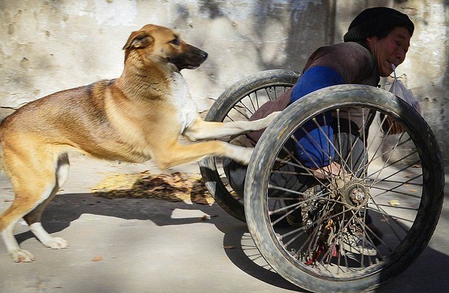 Wheelchair Driven By K9 Motor
