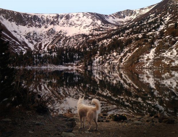 Uratował psa Wolfa ze schroniska i z nim podróżuje 10