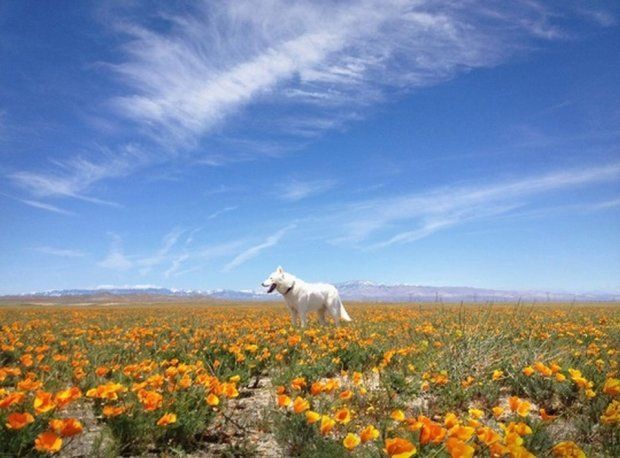 Uratował psa Wolfa ze schroniska i z nim podróżuje 13