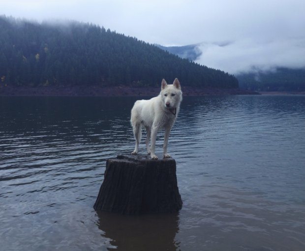 Uratował psa Wolfa ze schroniska i z nim podróżuje 16