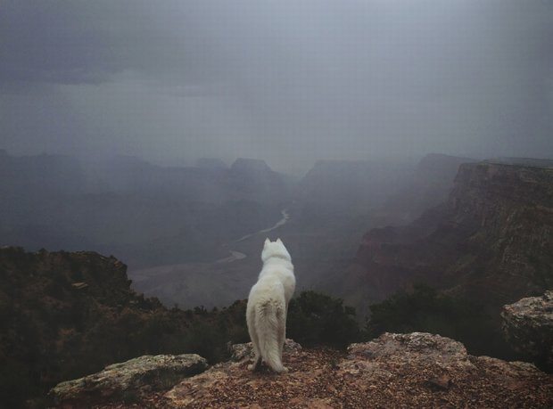 Uratował psa Wolfa ze schroniska i z nim podróżuje 17