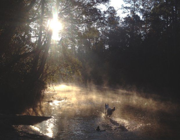 Uratował psa Wolfa ze schroniska i z nim podróżuje 2