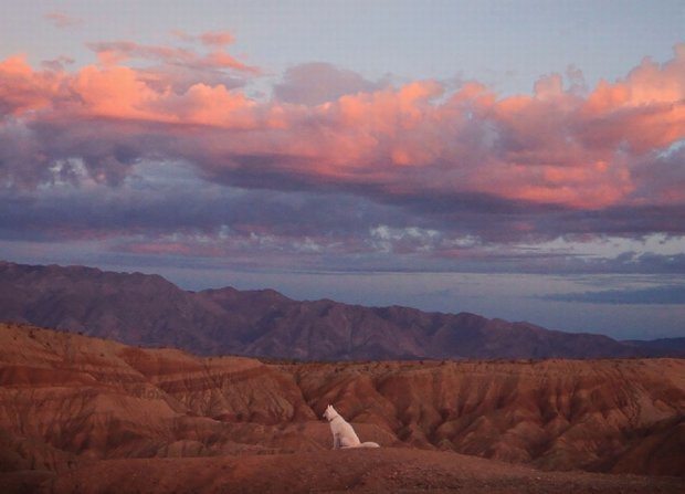 Uratował psa Wolfa ze schroniska i z nim podróżuje 5