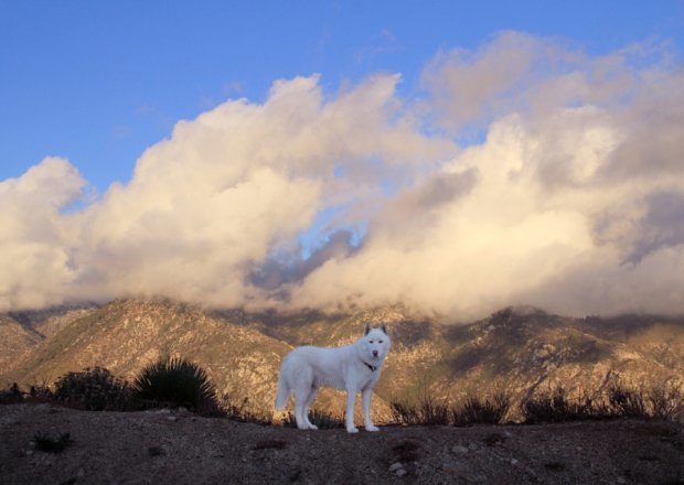 Uratował psa Wolfa ze schroniska i z nim podróżuje 6