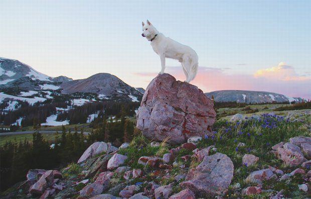 Uratował psa Wolfa ze schroniska i z nim podróżuje 8