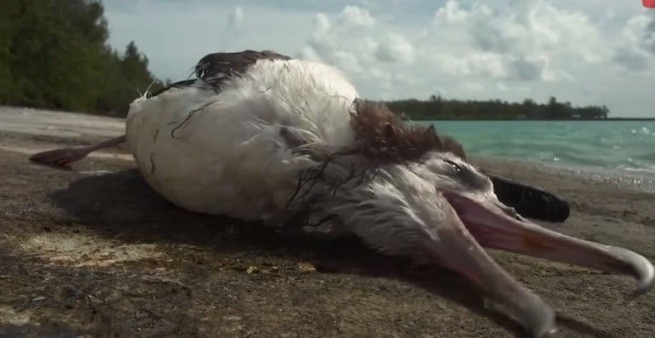 Skutki ma śmiecenia na plaży, czyli ptasia tragedia na archipelagu Midway 2