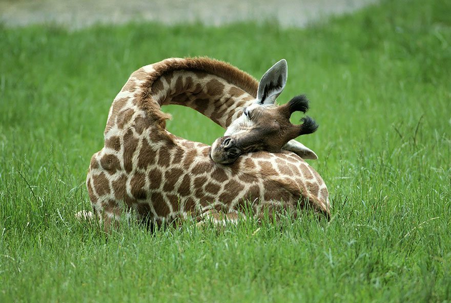 jak śpią żyrafy