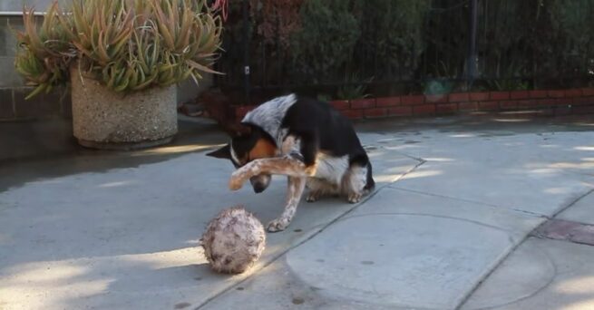 pies jumpy