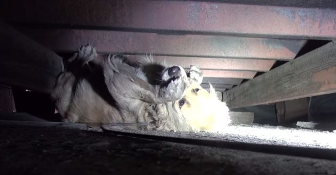 Przepiękny Golden Retriever wpadł w panikę, kiedy próbowano go uratować