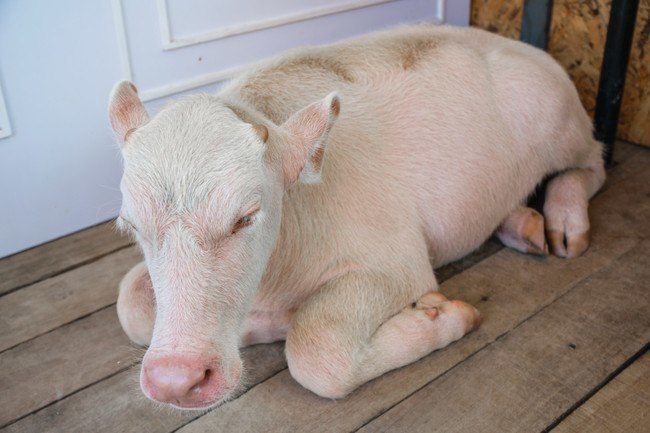 albino buffalo