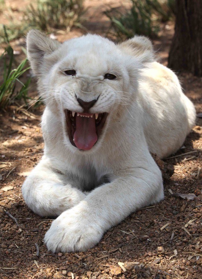 South Africa's Unique White Lion Conservation Project