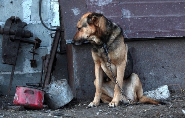 na Węgrzech obowiązuje zakaz trzymania psów na łańcuchach